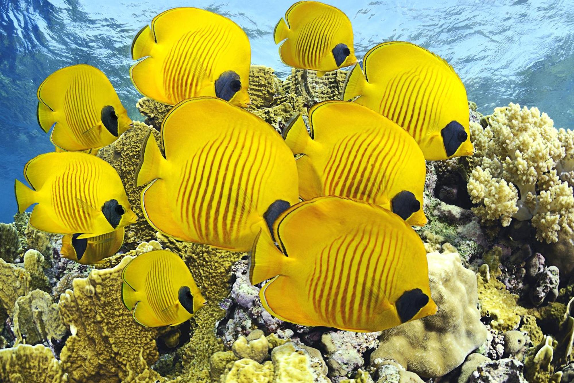 Отель Roxon Red Sea Eilat - Adults Only Экстерьер фото